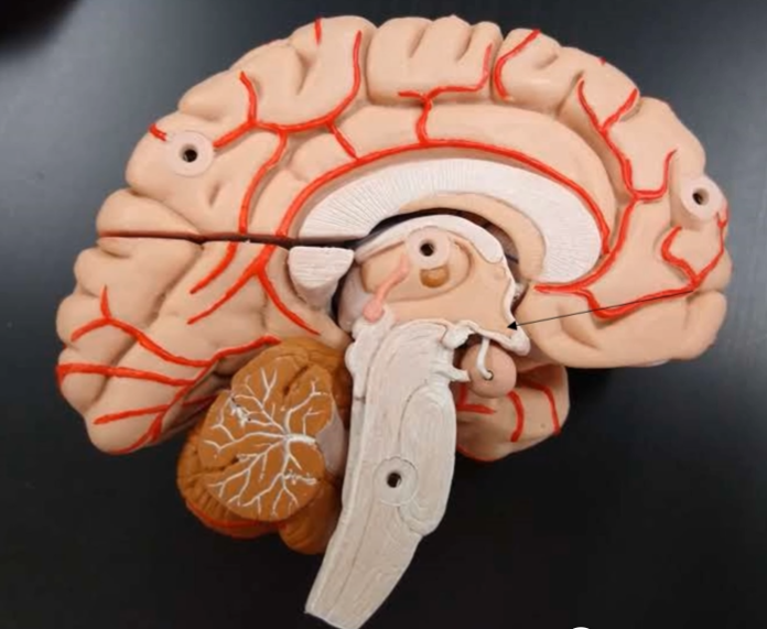 <p>What is this beak shaped part of the diencephalon?</p>