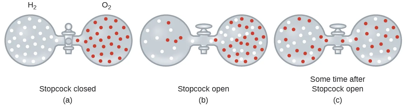 <p><span>Two gases, H₂ and O₂, are initially separated in a container by a stopcock. When the stopcock is opened, which of the following best describes what happens?</span><br><br><span>A) H₂ moves faster through the opening than O₂, and eventually both gases become evenly distributed in the container.</span><br><span>B) O₂ moves faster through the opening than H₂, so O₂ dominates both sides of the container.</span><br><span>C) H₂ and O₂ move at the same rate, and no mixing occurs.</span><br><span>D) H₂ moves slower than O₂, so it remains mostly on its original side of the container.</span></p>