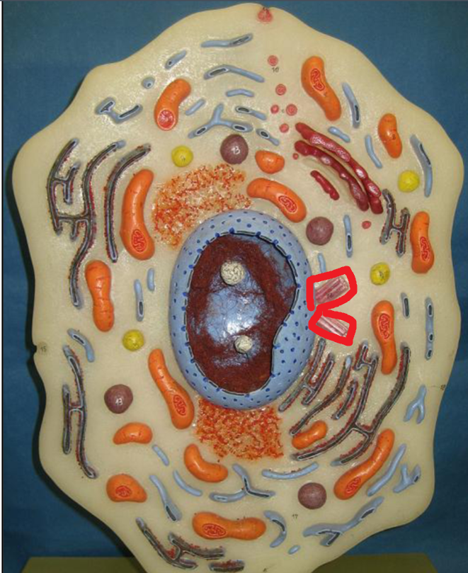 <p>Centrioles</p>