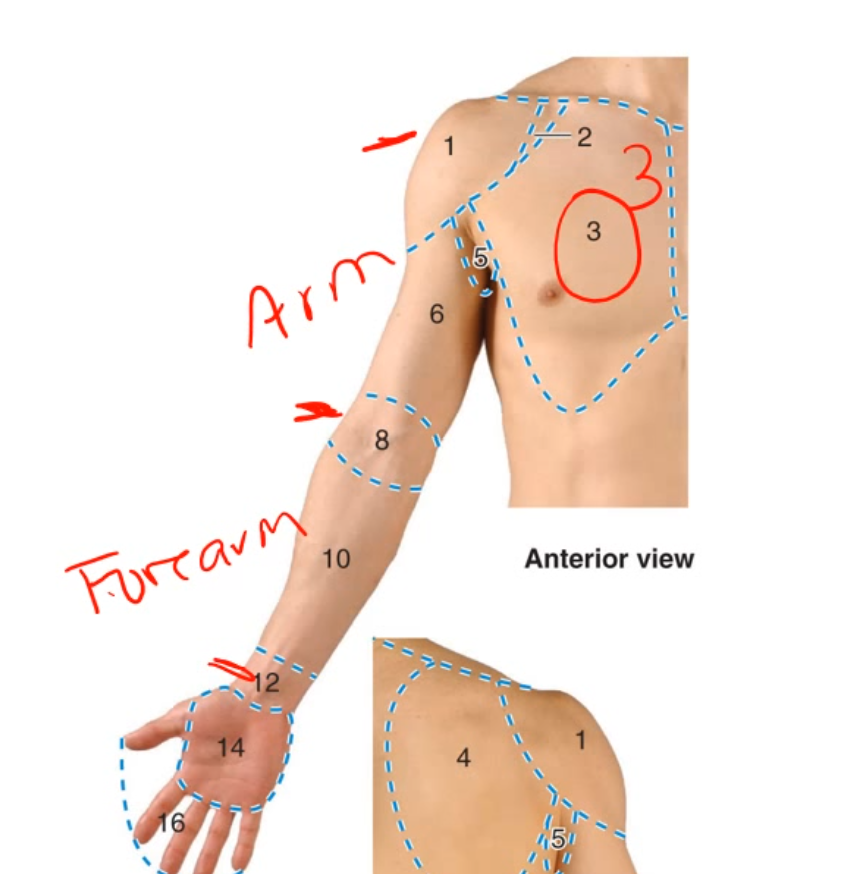 <ul><li><p>The Cubital (Elbow) is what makes this region split</p></li></ul><p></p>