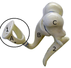 <p>stirrup</p><p>stirrup; last of the three auditory ossicles of the middle ear</p>