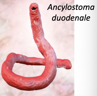 <ul><li><p>adult form of hookworm </p></li><li><p>Ancylostomiasis<span> (Hookworm disease)</span></p></li></ul><p></p>