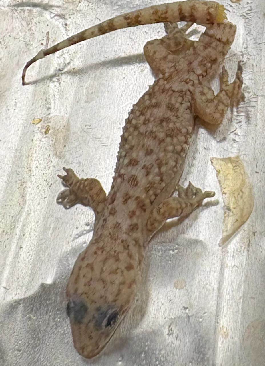 <p><span style="background-color: transparent;">Hemidactylus turcicus</span></p>