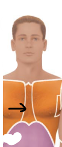 <p>middle of the chest area </p>