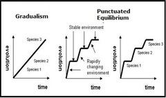<p>A theory stating that organisms are relatively unchanging, they experience little natural selections.</p><p>When changes occur, they happen suddenly.</p>