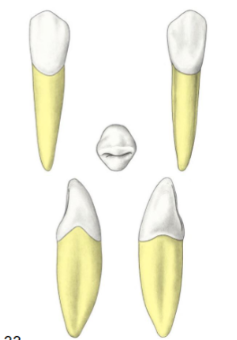 <p>Which tooth?</p>