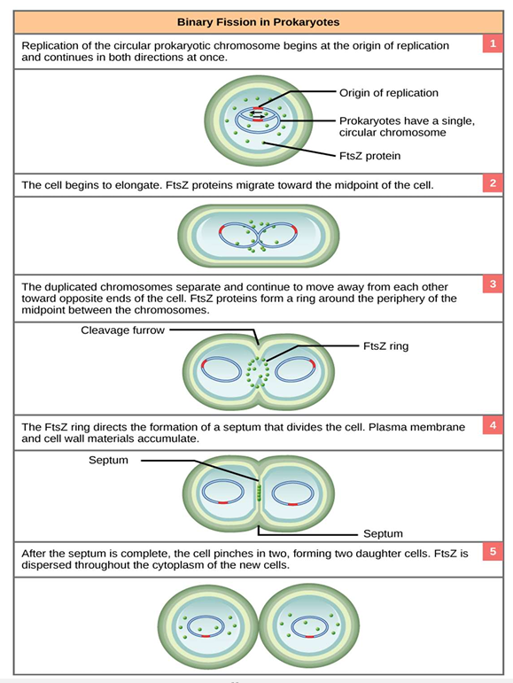 <p>Binary fission</p>