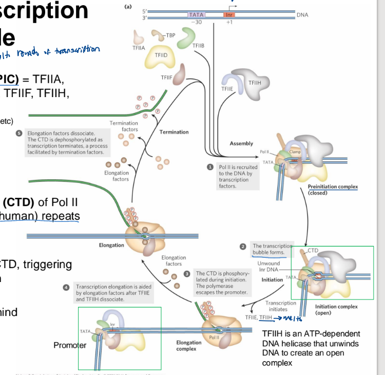 <ul><li><p>Pre-Initiation Complex (PIC): TFIIA, TFIIB, TFIID (TBP), TFIIE, TFIIF, TFIIH, and Pol II</p></li><li><p>the CTD - carboxyl-terminal domain of Pol II consists of 26 yeasts to 52 human repeats of -YSPTSPS- AAs</p></li><li><p>TFIIH phosphorylates the CTD to trigger Pol II to initiate transcription</p></li></ul><ol><li><p>Pol II is recruited to the DNA by the GTP, TFIID finds the promoter site and TFIIH directly binds it. </p></li><li><p>transcription bubble forms (w/ TFIIH which phosphorylates the CTD to melt it further")</p></li><li><p>CTD is further phosphorylated during initiation </p></li><li><p>Transcription elongation is aided by elongation factors after TFIIE and TFIIH dissociate</p></li><li><p>Elongation factors dissociate. The CTD is dephosphorylated as transcription terminates a process facilitated by termination factors.</p></li></ol><p></p>