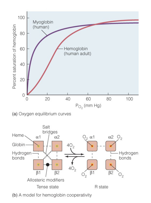<ul><li><p>shifts in dissociation curve</p><ul><li><p>type of binding protein (exercise = more CO<sub>2</sub>)</p></li><li><p>pH (low pH = low affinity for O<sub>2</sub>)</p></li><li><p>CO<sub>2</sub> (more = low affinity for O<sub>2</sub>)</p></li><li><p>temp (higher = low affinity for O<sub>2</sub>)</p></li><li><p>DPG ( higher = low affinity for O<sub>2</sub>)</p><ul><li><p>released by RBCs during hypoxia</p></li></ul></li></ul></li></ul><p></p>