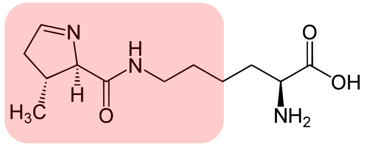<p>found in some methanogenic archaea & bacteria, but not humans, pyrroline side chain, pKa unknown</p>
