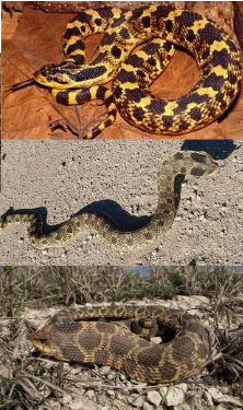 <p>Family: Dipsadidae</p><p>Location: S<span>potty East of Flint Hills, Sandy areas to West</span></p><p><span>ID: Back: Highly variable, irregular blotches, red/yellow/gray; Belly: Yellow/gray/olive, darker near rear, tail underside lighter than belly; divided anal plate; strongly keeled scales; upturned snout, eye stripe</span></p><p><span>Life/History: </span><span style="font-size: calc(var(--scale-factor)*22.34px);">Diurnal Terrestrial toad eaters; likes sandy substrate near burrows; digs up prey with its nose; persistent and playing dead</span></p><p><span style="font-size: calc(var(--scale-factor)*22.34px);">Status: SINC</span></p>