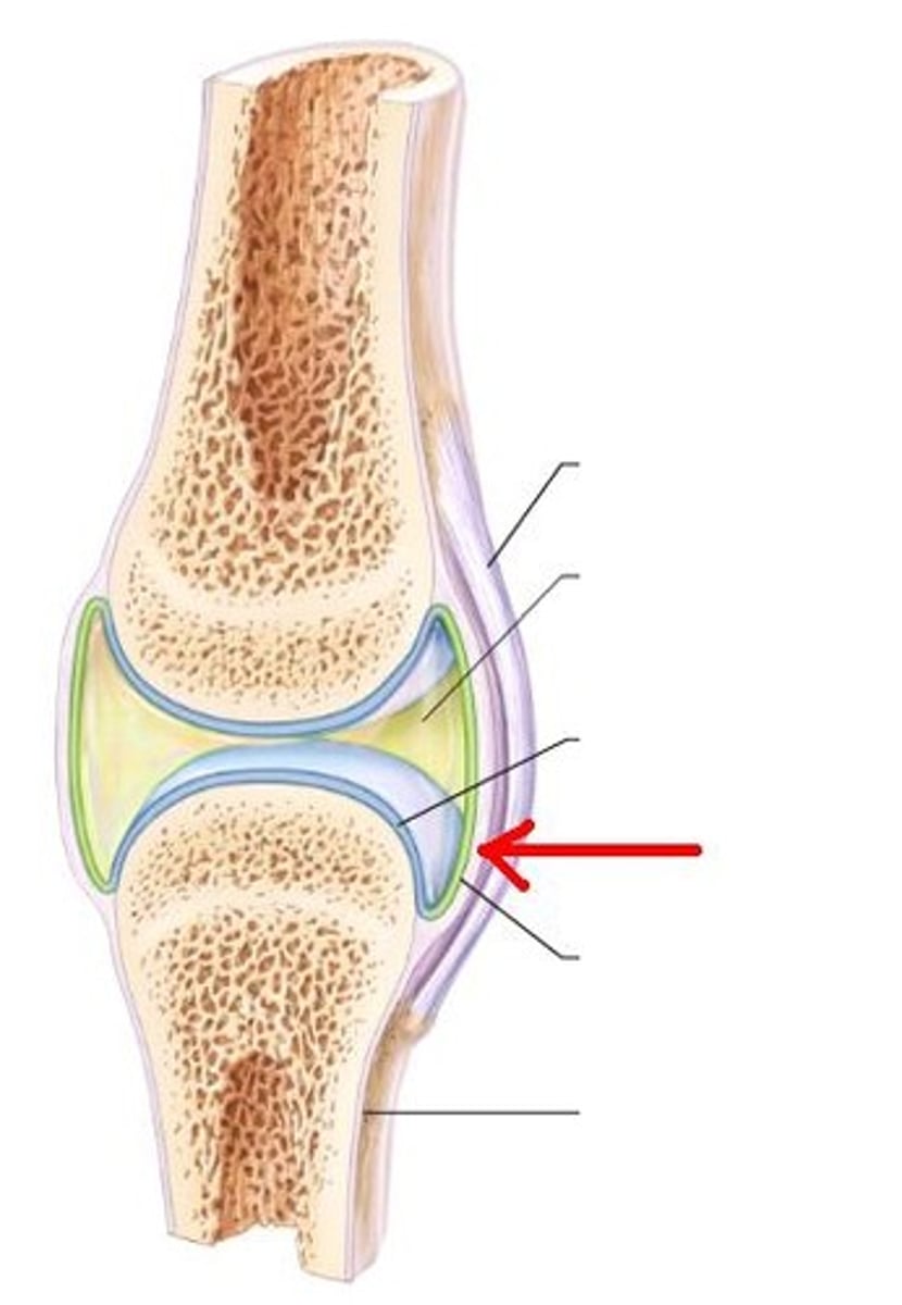 <p>The fibrous sac that encloses a joint.</p>