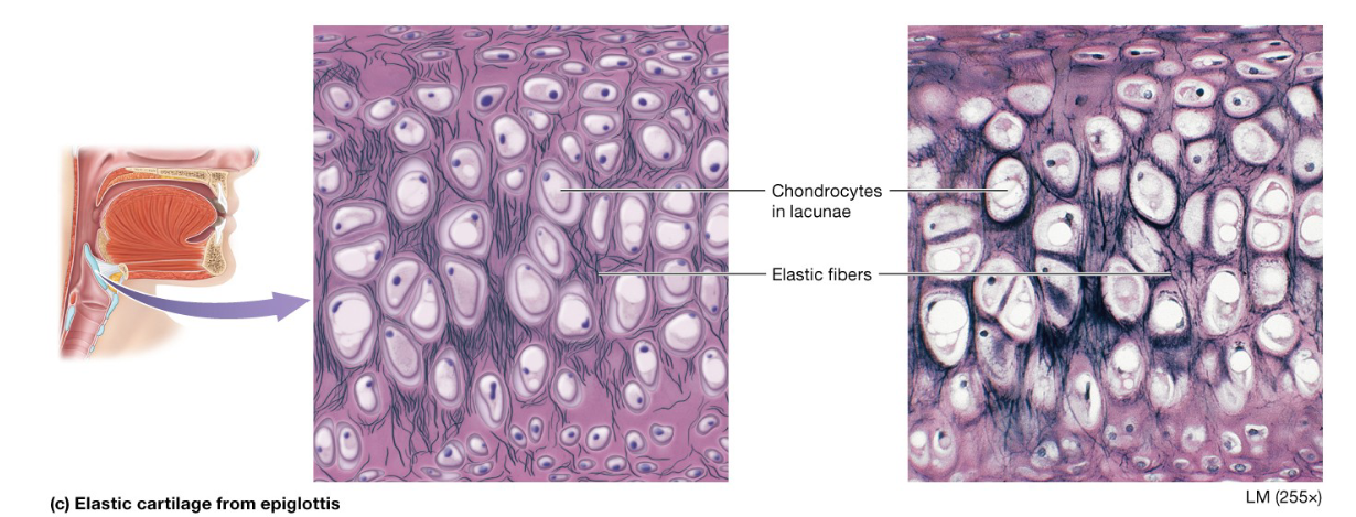 <p>ECM is filled with elastic fibers</p><p>Found in external ear and parts of the framework of the larynx</p><p>Tissue can vibrate and assist in detection of sound in the air and production of sound by the larynx</p>