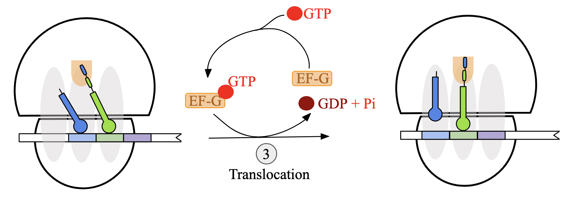 <p>GTP-bound elongation factor EF-G attaches to 50S ribosomal subunit near A site</p><p>EF-G hydrolyzes GTP, causing conformational change that simultaneously</p><ul><li><p>transfers anticodon of tRNA at A site to the P site</p></li><li><p>moves the anticodon of the deacylated tRNA at the P site to the E site</p></li></ul><p>ribosome translocates one codon towards 3’ end of mRNA transcript</p>