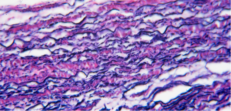 <p>vocal chords</p>