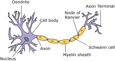 <p>____ __ ______ are unmyelinated gaps at which the</p><p>voltage gated channels are clustered; this clustering allows the action potential to ‘leap’</p><p>from node to node</p>