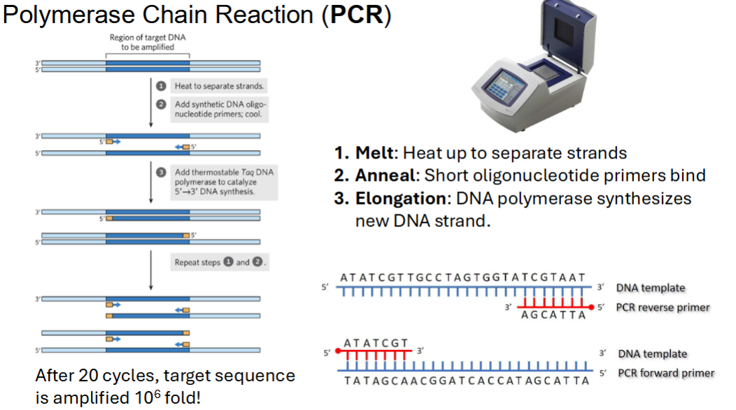 <p>1. Melt: Heat up to separate strands</p><p>2. Anneal: Short oligonucleotide primers bind</p><p>3. Elongation: DNA polymerase synthesizes new DNA strand.</p>