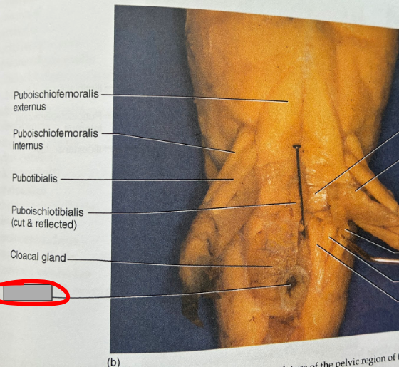 <p>What part of the organism is this?</p>