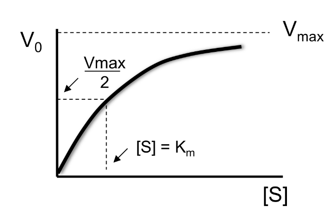 <ul><li><p>a constant for a given enzyme </p></li><li><p>a quantitative assessment of the extent of catalysis </p></li><li><p>the theoretical maximal rate of the reaction but it will never be achieved </p></li></ul><p></p>