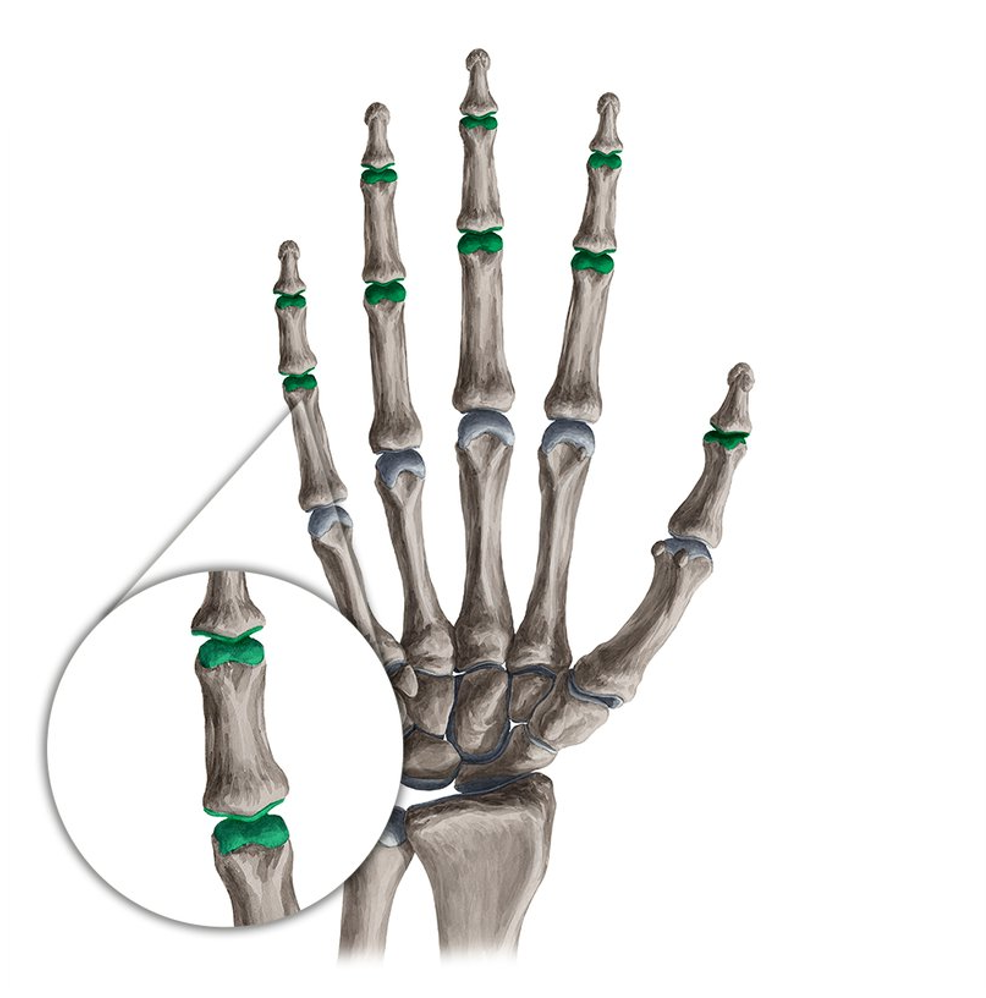 <p>what are these joint?</p>