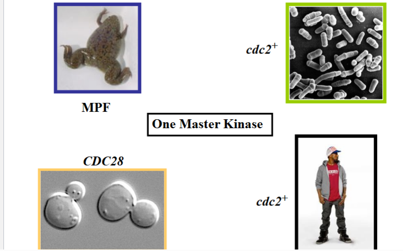 <p><span style="background-color: transparent;">A Conserved Gene Across Vastly Distant Species</span></p>