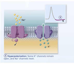 <p>Falling phase </p>
