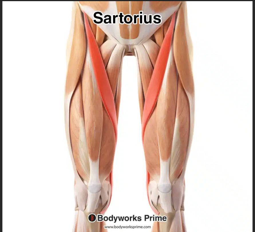 <p>Sartorius (anterior thigh) insertion</p>