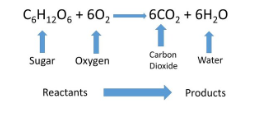 <ol><li><p class="Paragraph SCXW111956375 BCX8" style="text-align: left;"><span style="line-height: 20.925px;"><span>Breakdown of glucose - Glycolysis, pyruvate processing, and the CAC work tg to break down glucose into CO</span><sub><span>2</span></sub><span> and H+ ions (NADH) </span></span></p></li></ol><ol start="2"><li><p class="Paragraph SCXW111956375 BCX8" style="text-align: left;"><span style="line-height: 20.925px;"><span>Electron Transport Chain - The transported electrons at the end of the chain react w/ oxygen and hydrogen ions to form water </span></span></p></li></ol><p></p>