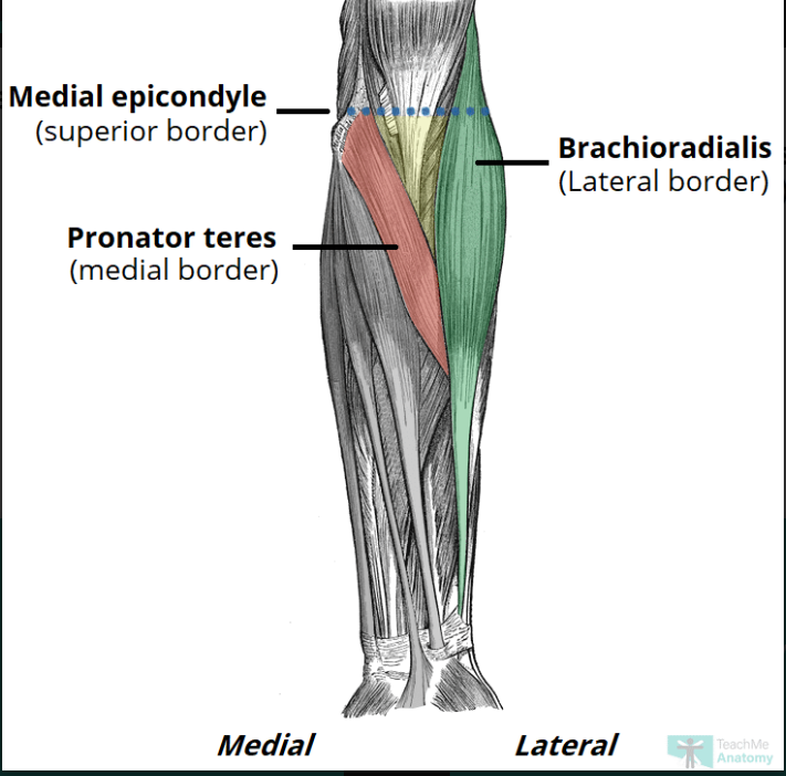 <p>Lateral: brachioradialis muscle</p><p>Medial: pronator teres muscle</p><p>Superior: horizontal line between epicondyles of humerus</p><p>Roof: bicipital aponeurosis, fascia, subcut fat and skin</p><p>Floor: Brachialis proximally and supinator distally</p>
