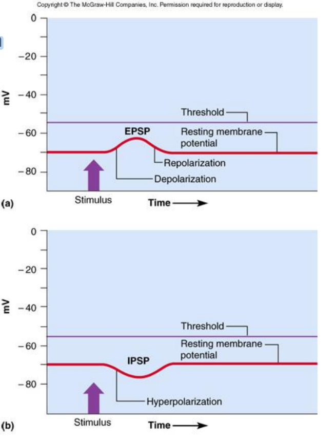 <ul><li><p>EPSPs are graded potentials that can initiate an action potential in an axon</p><ul><li><p>Use only chemically gated channels</p></li><li><p>Na<sup>+</sup> and K<sup>+</sup> flow in opposite directions simultaneously</p></li></ul></li><li><p>Postsynaptic membranes do not generate action potentials</p></li><li><p>Neurotransmitter binding to a receptor at inhibitory synapses:</p><ul><li><p>Membrane becomes more permeable to K<sup>+</sup> and Cl<sup>-</sup></p></li><li><p>The charge on the inner surface is negative</p></li><li><p>Reduces the postsynaptic neuron’s ability to produce an action potential</p></li></ul></li></ul><p></p>