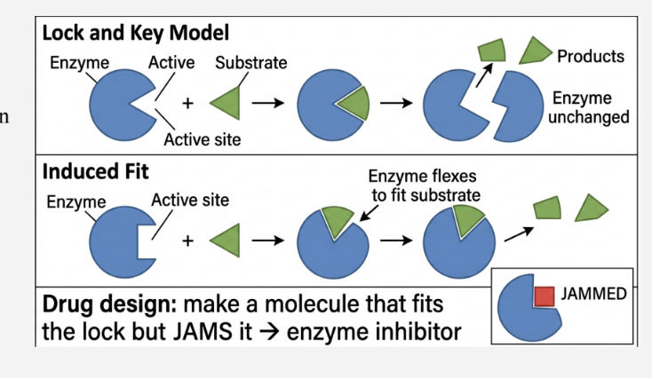 <p>used to have a lock key - enzyme has a specific shape in which only that substrate can fit - explains why each enzyme only catalyses one type of reaction</p><p>Now, i<strong>nduced fit:</strong></p><ul><li><p>enzyme is slightly flexible </p></li><li><p>changes shape when substrate binds </p></li><li><p>like a glove moulding to your hand </p></li><li><p>explains how catalysis works </p></li></ul><p></p>