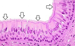 <p>long extensions from the free surfaces of certain cells; they beat in a certain direction to move cells or mucus</p>
