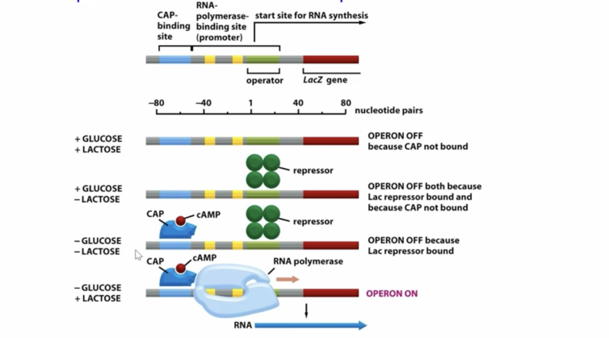 <p>No Lactose: there is no point in running ts so the Lac I regulatory sequence has an active repressor bind to the promotor to prevent RNA Poly from transcribing the gene to make the lactose destroyers<br><br>Lactose Present: lactose converts to allolactose allowing it to act as an inducer binding to the repressor moving it away</p><p></p><p>When we have Low Glucose: we bind a CAP which carries cAMP to the CAP binding site, now keep in mind if lactose is low we still have the repressor but if lactose levels are high and glucose levels are low we will have the CAP/cAMP as well as the repressor not being bound so there is transcription</p>