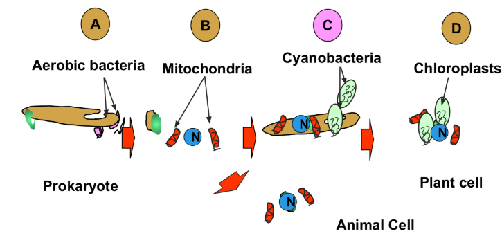 <p>theory that explains how eukaryotic cells evolved from the symbiotic relationship between two or more prokaryotic cells.</p><p>One prokarytic cell engulfs another prokarytic cell but does not digest it.</p><p>Cells live together in a mutually benefiting relationship (symbiosis) becoming dependent upon each other.</p>