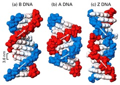 <p>Left-handed helix. </p><p>1) No biological activity attributed to it.</p>