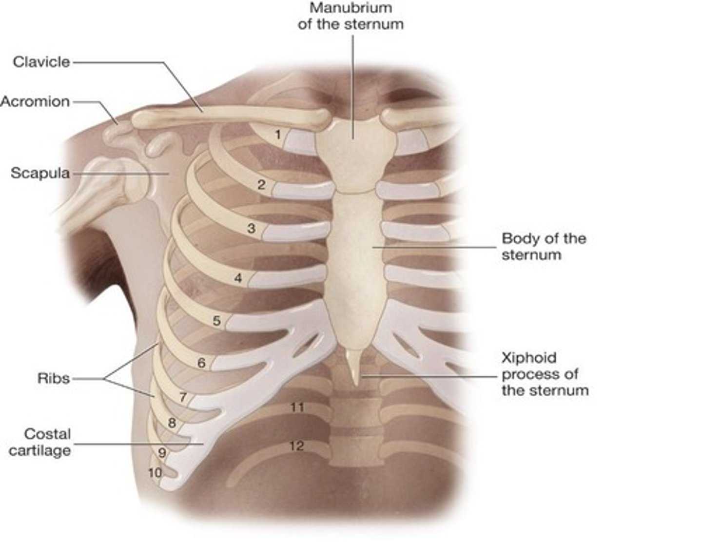 <p>The chest contains the Rib Cage</p>