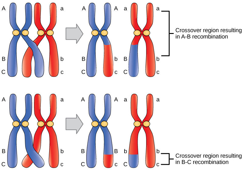 <p>Crossing Over and Recombination</p>