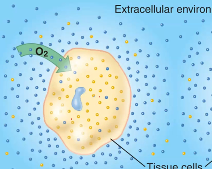 <p>Why does O2 move into the cell?</p>