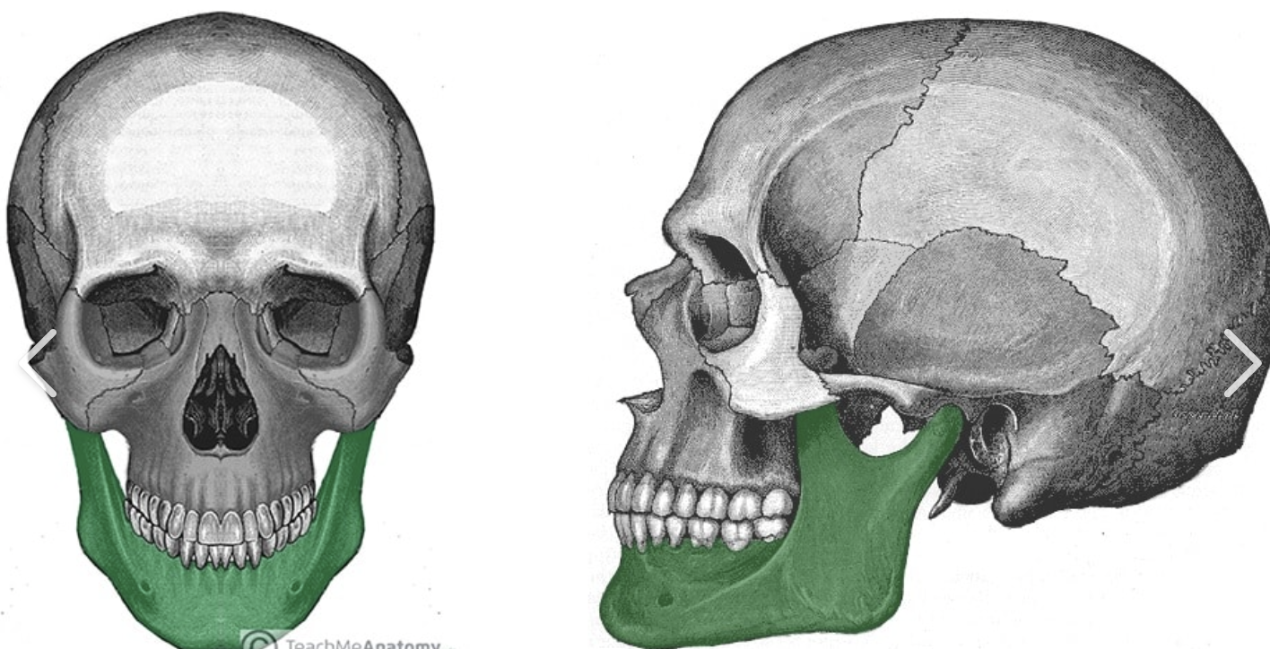 <p>Lower Jawbone</p>