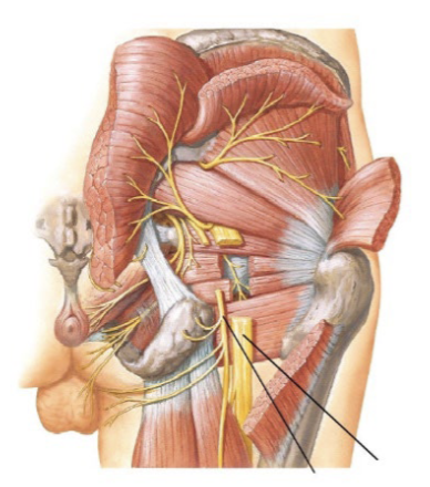 <p>The nerves labelled in the diagram are <em>_ and </em>_</p>