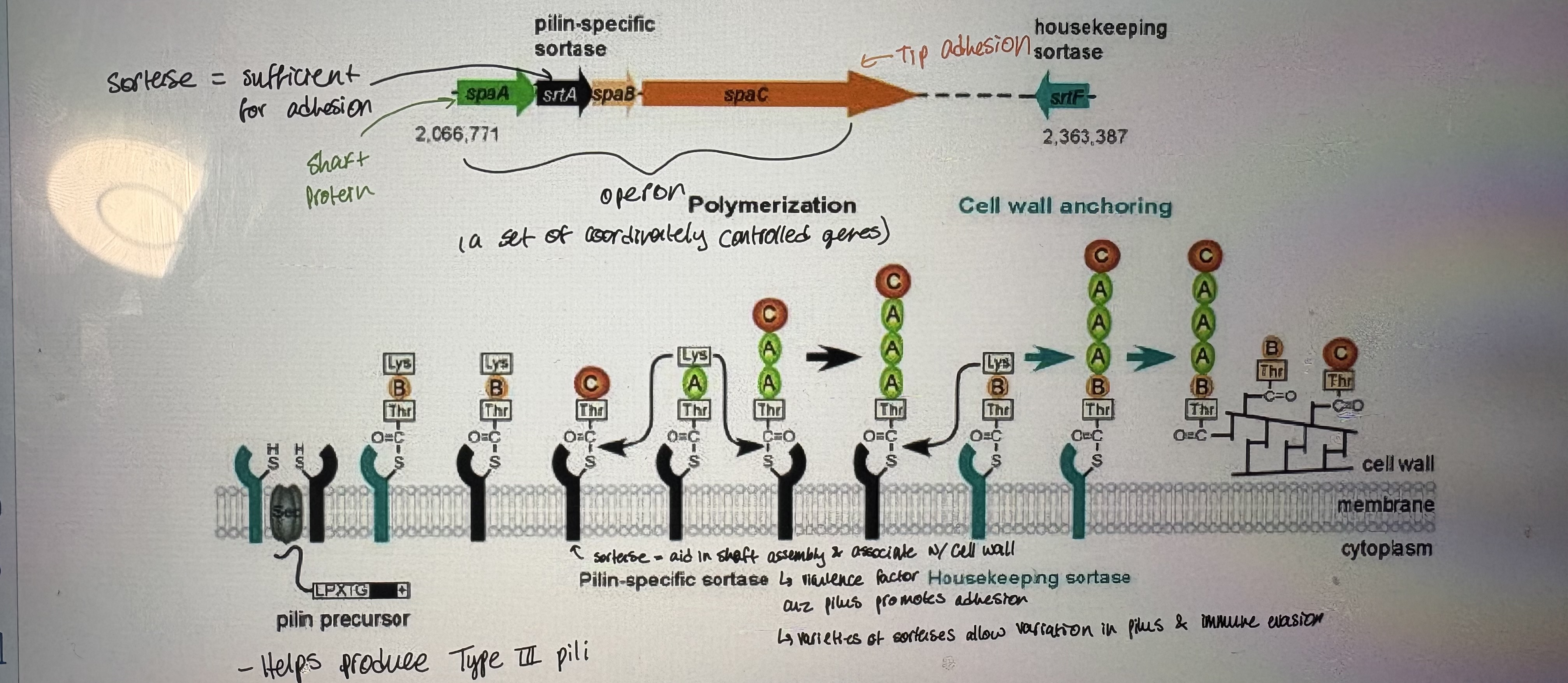 <p>- Pathogen causes diptheria </p><p>- Symptoms: sore throat & fever, barking cough, grey patches on throat</p><p>- Genome: 6 Sortase genes (only one nessecary) </p><p>- Helps produce Type lll pili </p><p>- Pili & sortase genes are encoded in an operon </p><p></p>