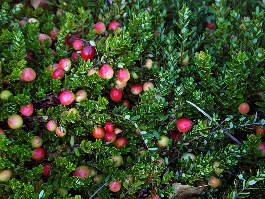 <p>Bog cranberry (Muckimin)</p>