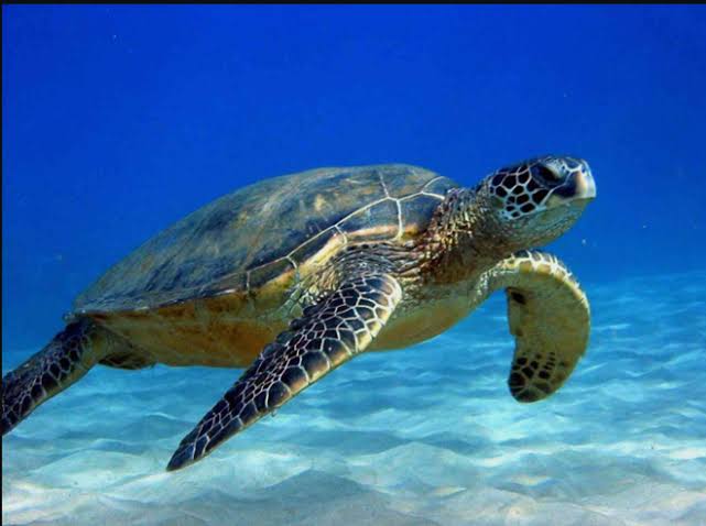 <p>sea turtle</p>