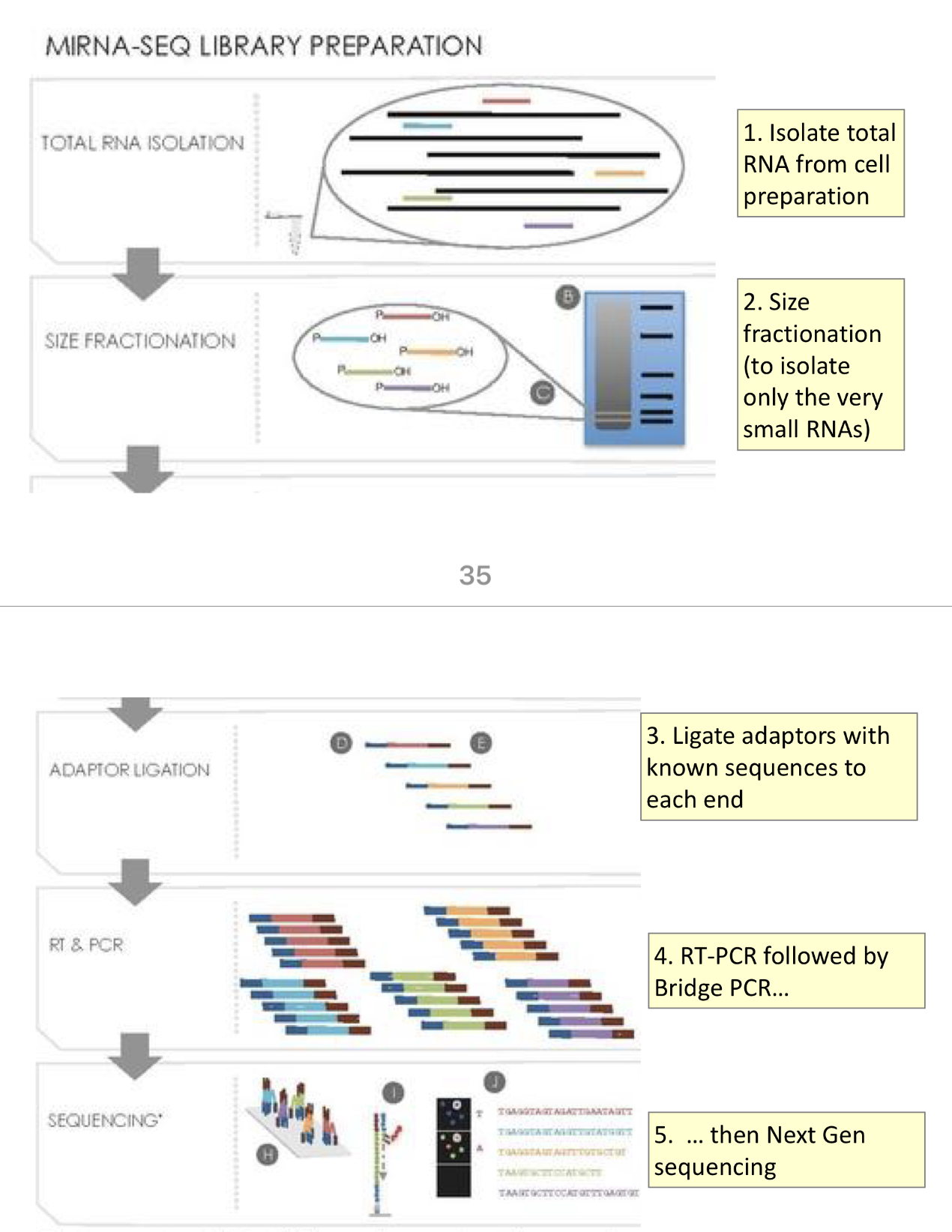 <p>1) isolate total RNA from cell preparation</p><p>2) size fractionation (to isoalte only the very small RNAs)</p><p>3) ligate adaptors with known sequences to each end</p><p>4) RT-PCR followed by Bridge-PCR</p><p>5) Next gen sequencing</p>