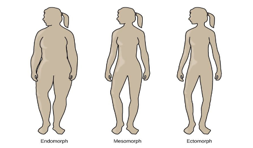 <p>what was William H. Sheldon belief on body types and how they are linked to personality?</p>