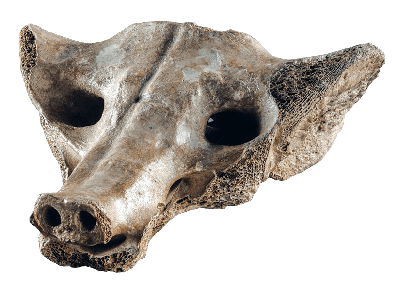 <p>Camelid sacrum in the shape of a canine</p>