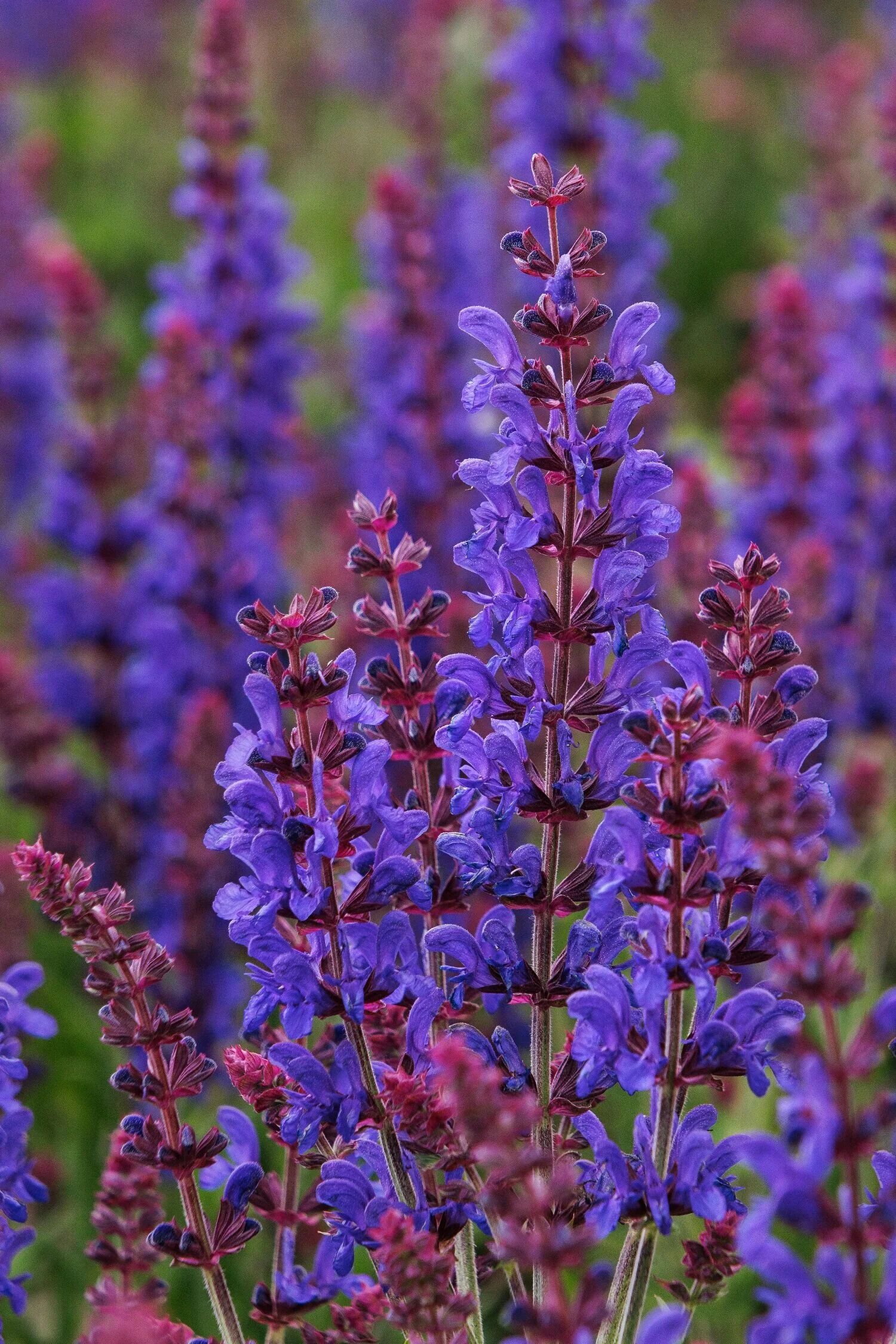 <p>Salvia nemorosa</p>