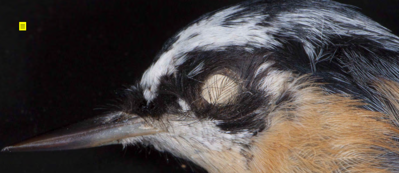 <p>Sittidae (nuthatches)</p>