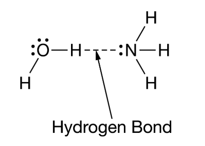 <p>Water and ammonia interact to form hydrogen bonds, as represented in the figure. Which statement best helps explain the formation of the hydrogen bond represented in the figure?</p><p>A) The oxygen has a partial positive charge, and the nitrogen has a partial negative charge.</p><p>B) The nitrogen has a partial negative charge, and the hydrogen attached to the oxygen has a partial positive charge.<br>C) The hydrogen attached to the oxygen has a partial negative charge, and the nitrogen also has a partial negative charge.</p><p>D) The nitrogen has a partial positive charge, and the hydrogen attached to the oxygen also has a partial positive charge.</p><p></p>