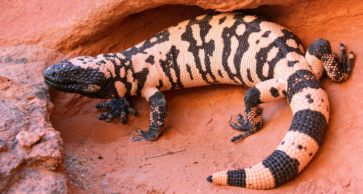 <p>Family: Helodermatidae</p>